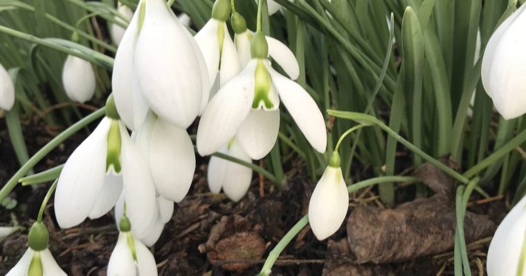 Snowdrops – heralding an approaching spring